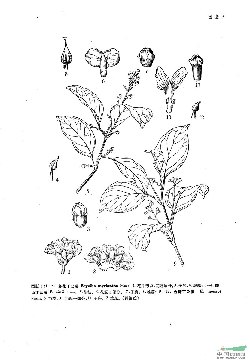 多花丁公藤 