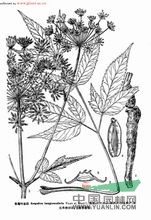 長(zhǎng)尾葉當(dāng)歸 曲前、尾獨(dú)活、云山當(dāng)歸、土羌活