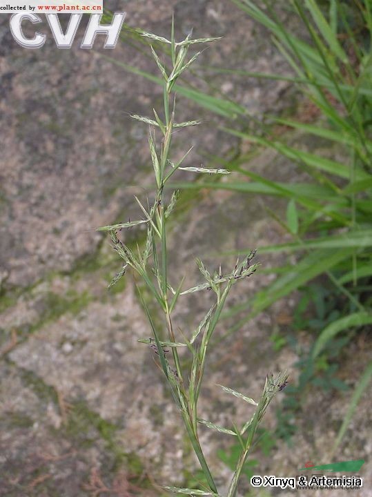 橘草 