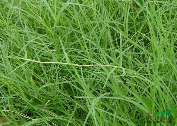 狗牙根(原變種) 