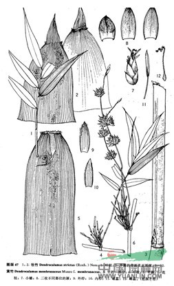 黃竹(原變型) 
