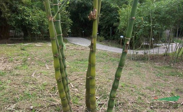 葫蘆麻竹 