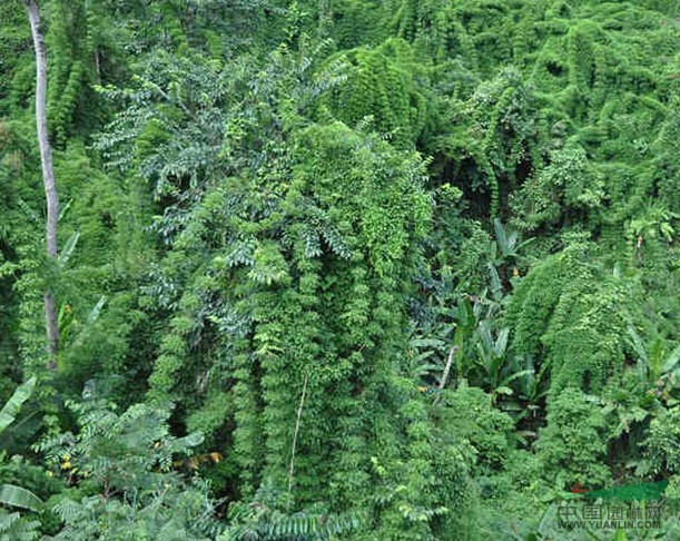荔波吊竹 