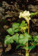 拐芹 拐子芹、倒鉤芹、紫桿芹、山芹菜、獨(dú)活、白根獨(dú)活、拐芹當(dāng)歸