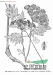 牡丹葉當(dāng)歸 