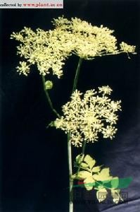 黑水當(dāng)歸 朝鮮白芷、阿穆個(gè)獨(dú)活、叉子芹、碗兒芹