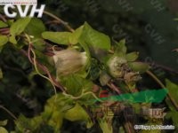 黨參 合參、仙草根、葉子菜