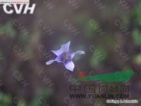 長萼堇菜 