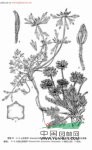 臺(tái)灣山茉莉芹 