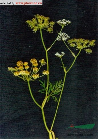 全葉山芹 全葉獨(dú)活(東北植物檢索表)