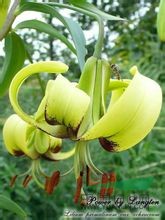 披針葉百合 