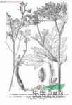 草原前胡 草原石防風(fēng)(東北草本植物志)