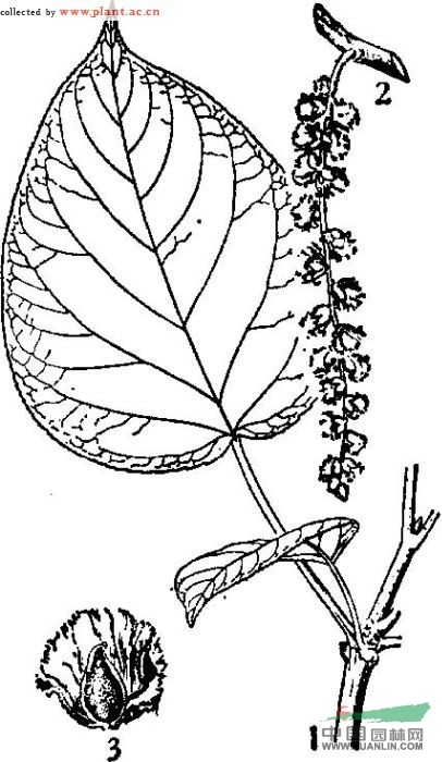 川楊 