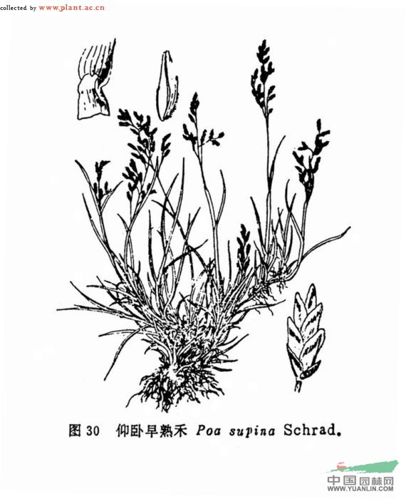 開(kāi)展早熟禾 