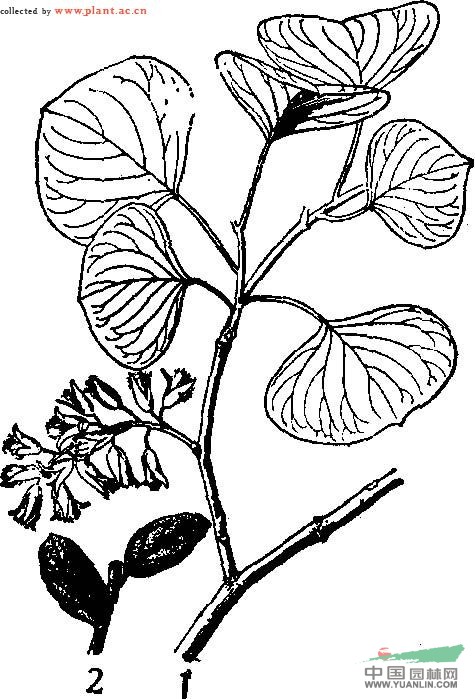 灰胡楊 