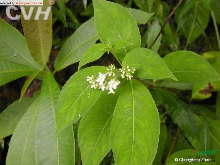 香茜 四角果