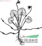 鱗莖堇菜 