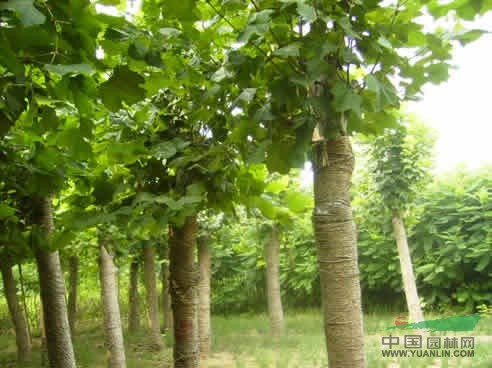 小葉楊 