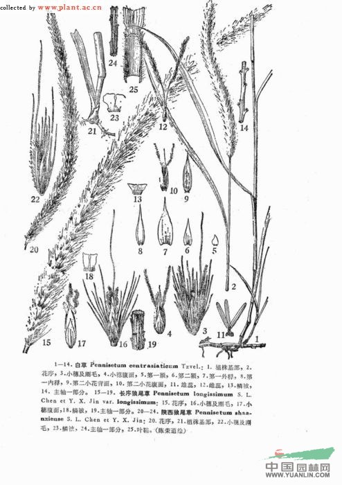 長(zhǎng)序狼尾草 