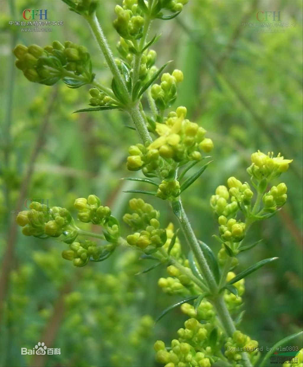 粗糙蓬子菜 毛拉拉蔓、糙葉蓬子菜