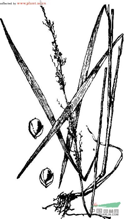 顯子草 