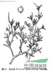 泡泡刺 球果白刺、膜果白刺