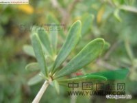 小果白刺 西伯利亞白刺、小葉白刺、海棗、地棗、葡萄稞子、哈蟆兒