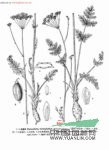 柴胡狀斑膜芹 