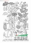 條葉巖風(fēng) 巖風(fēng)(陜西華縣、靈寶)，黑風(fēng)(河北內(nèi)邱)
