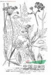 短片藁本 川防風(fēng)(四川)