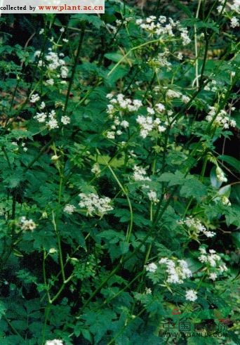 白苞芹 藁本(拉漢種子植物名稱(chēng))，石防風(fēng)(湖南)，紫莖芹(中國(guó)高等植物圖鑒)
