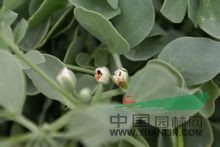 長梗駝蹄瓣 