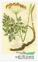 羌活 羌青、護(hù)羌使者、胡王使者、羌滑、退風(fēng)使者、黑藥