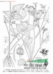 杏葉茴芹 杏葉防風(滇南本草)