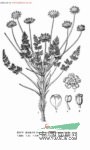 墊狀棱子芹 