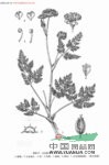 美麗棱子芹 