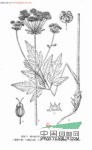 心葉棱子芹 蛇頭羌活(麗江)