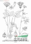 裸莖囊瓣芹 