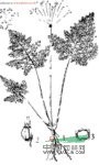 膜蕨囊瓣芹 細(xì)沙毛(四川興文)