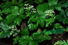 薄片變豆菜 散血草、野芹菜、肺筋草