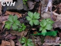 直刺變豆菜 小紫花菜浙江)、黑鵝腳板(四川常用中草藥)