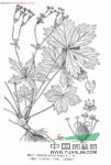 長(zhǎng)序變豆菜 