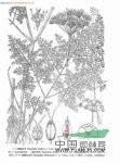 長毛苞裂芹 