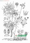 多毛西風芹 
