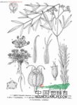 膜盤西風(fēng)芹 