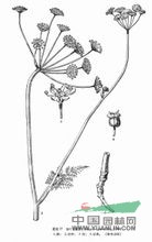 細葉東俄芹 
