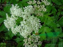 小竊衣 破子草(中國高等植物圖鑒)、大葉山胡蘿卜(河北)