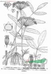 歐澤芹 