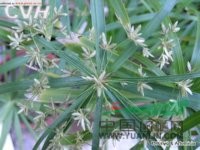 風(fēng)車草 紫蘇(河北龍關(guān))