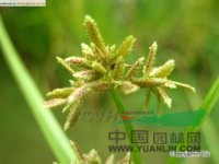 褐穗莎草 